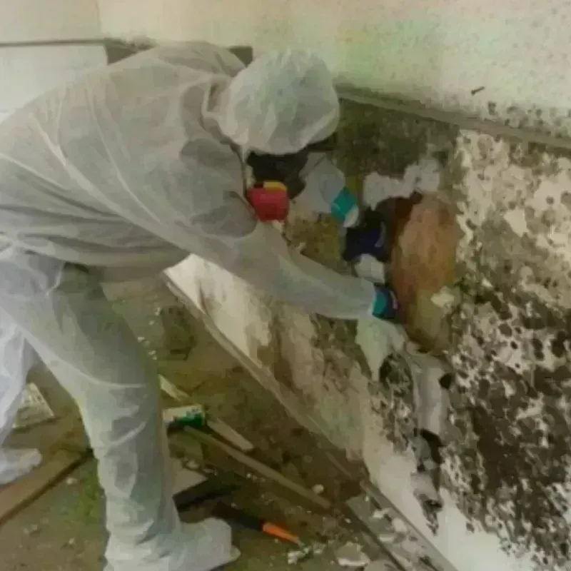 Mold Remediation and Removal in Burnet County, TX